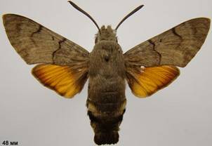 Macroglossum stellatarum